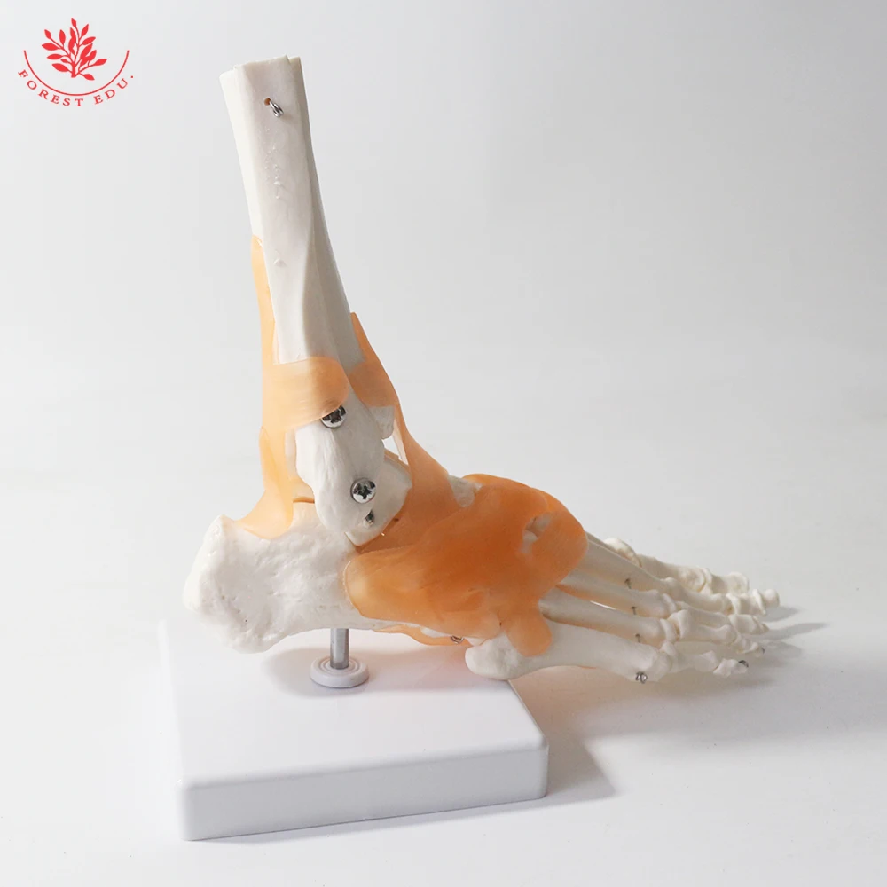 Foot Joint Model with Ligament FRT027 Functional Anatomical Human Skeleton PVC Ankle Bone Human Skeleton