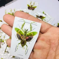 Creobroter Gemmatus Real Insect Specimen Mantis Beetle Collection DIY Crafts Home Decoration Home Decoration Accessories 1