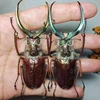 Sphaenognathus Feisthameli Real Insect Spade Beetle Insect Specimen Artwork Material Museum Collection Statues for Decoration 1