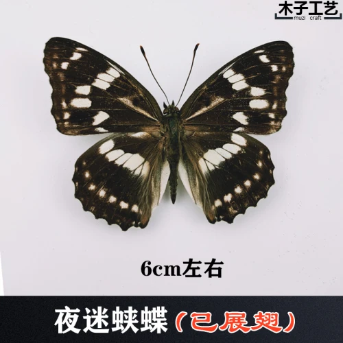 Real Butterfly Specimen Insect Specimen Teaching Specimen DIY Self-sealing Bags Optional Varieties  home accessories 