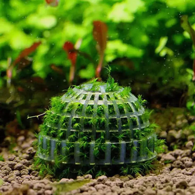 1個のモスボール 生きた植物 水生ペット製品 装飾 水槽フィルター ジャワシュリンプ 魚タンク ペット魚タンク装飾