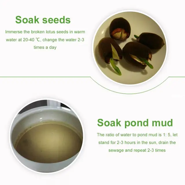 Lótusz Tó Sár Természetes Tápanyagokkal Növényi Műtrágya Víznövények Vetőmag Termesztési Táptalaj - Image 4