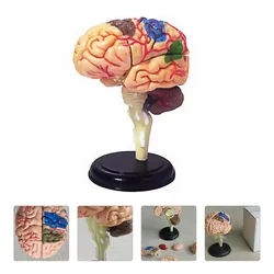 Modelo realista del cerebro humano para la enseñanza, modelo de anatomía para el aprendizaje de la ciencia