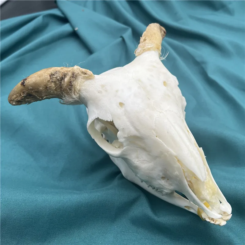 1pcs real sheep skull collection animal skull specimen teaching model home collection 2