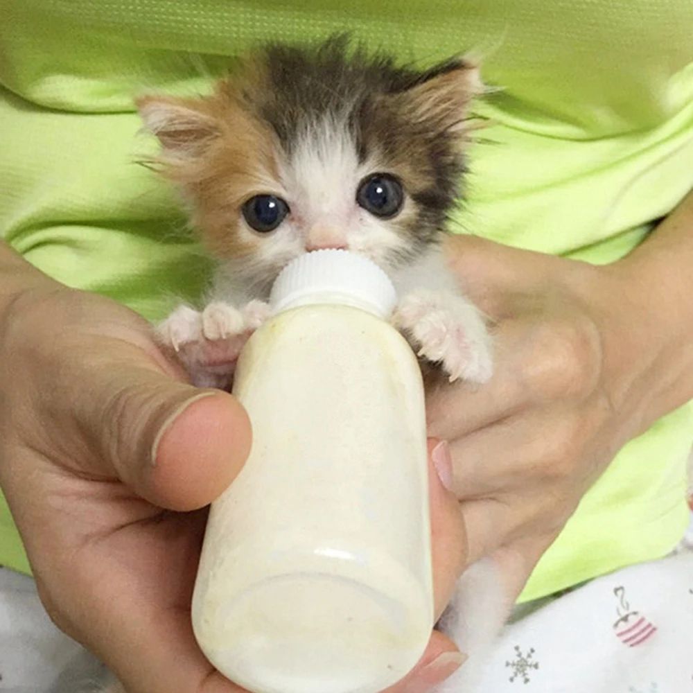 50ml-pet-feeding-device-cat-dog-care-bottle-syringe-suit-newborn-kitten