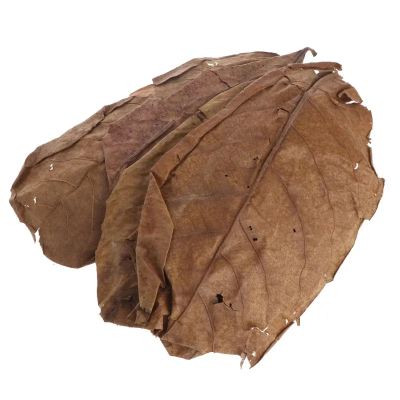 Aquarium Leaves 50pcs Aquarium Almond Leaves Catappa Leaf Fish Cleaning Water Balance PH Acidity