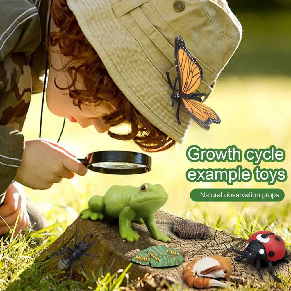 1 Box Animal Model Toy Frog Bee Panda Chick Butterfly Fish Plant Animal Figurines Life Cycle Learning Creative Kid Education Toy 3