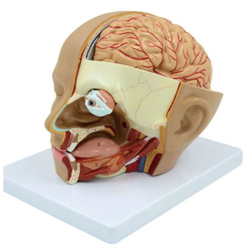 

Human Head Anatomy Model Head Brain Cross-Section Anatomy For Science Classroom Education Learning Teaching Display