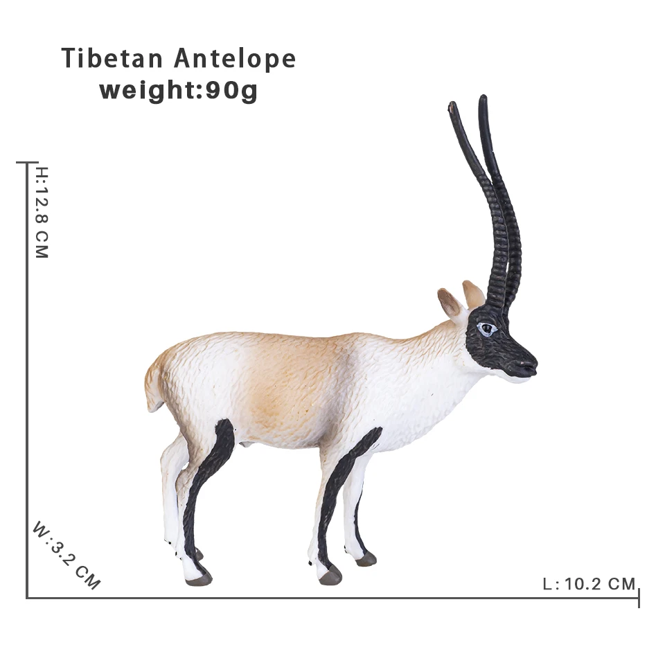 Tibetan Antelope