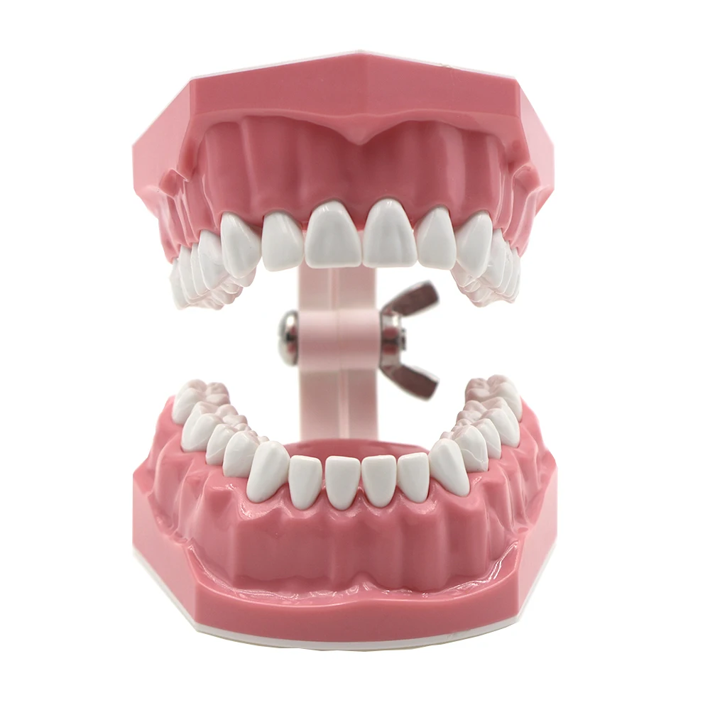 

Dental Orthodontic Model Brushing Flossing Practice Teeth Model with Brackets