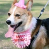 Cat Birthday Scarf Hat Set Dog Birthday Party Supplies Pet Scarf Cute Puppy Birthday Hat Scarf Decor For Small Medium Pets 4