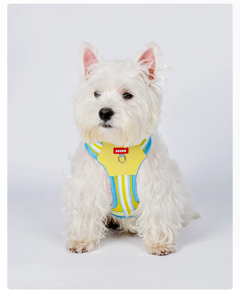 Color Block Harness For Small Dogs Breathable Mesh Pet Walking Lead_voghion.com