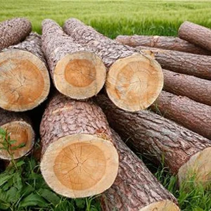 pine wood