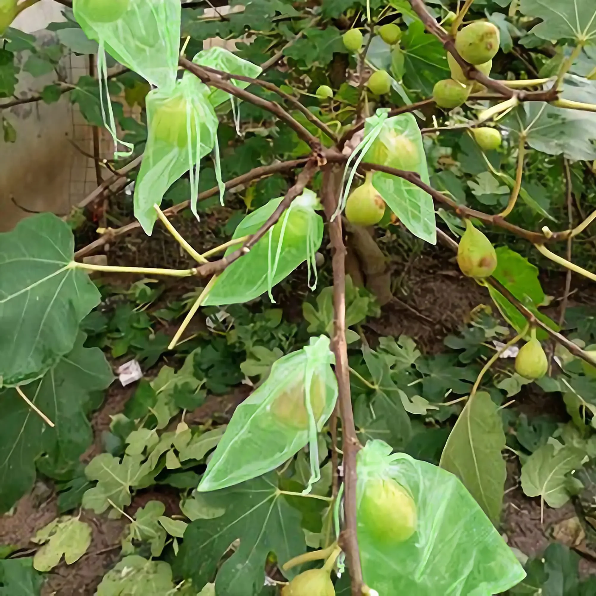 20 Stück Gemüse Trauben Obst wachsen Taschen Obsts chutz beutel Garten Anti-Vogel-Netz Netz beutel Erdbeer beutel Gartengeräte