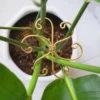 Metal Plant Climbing Bracket Flower Shaped Plant Holding Clip Green Plant Vine Climbing Golden Grapple Bracket 3