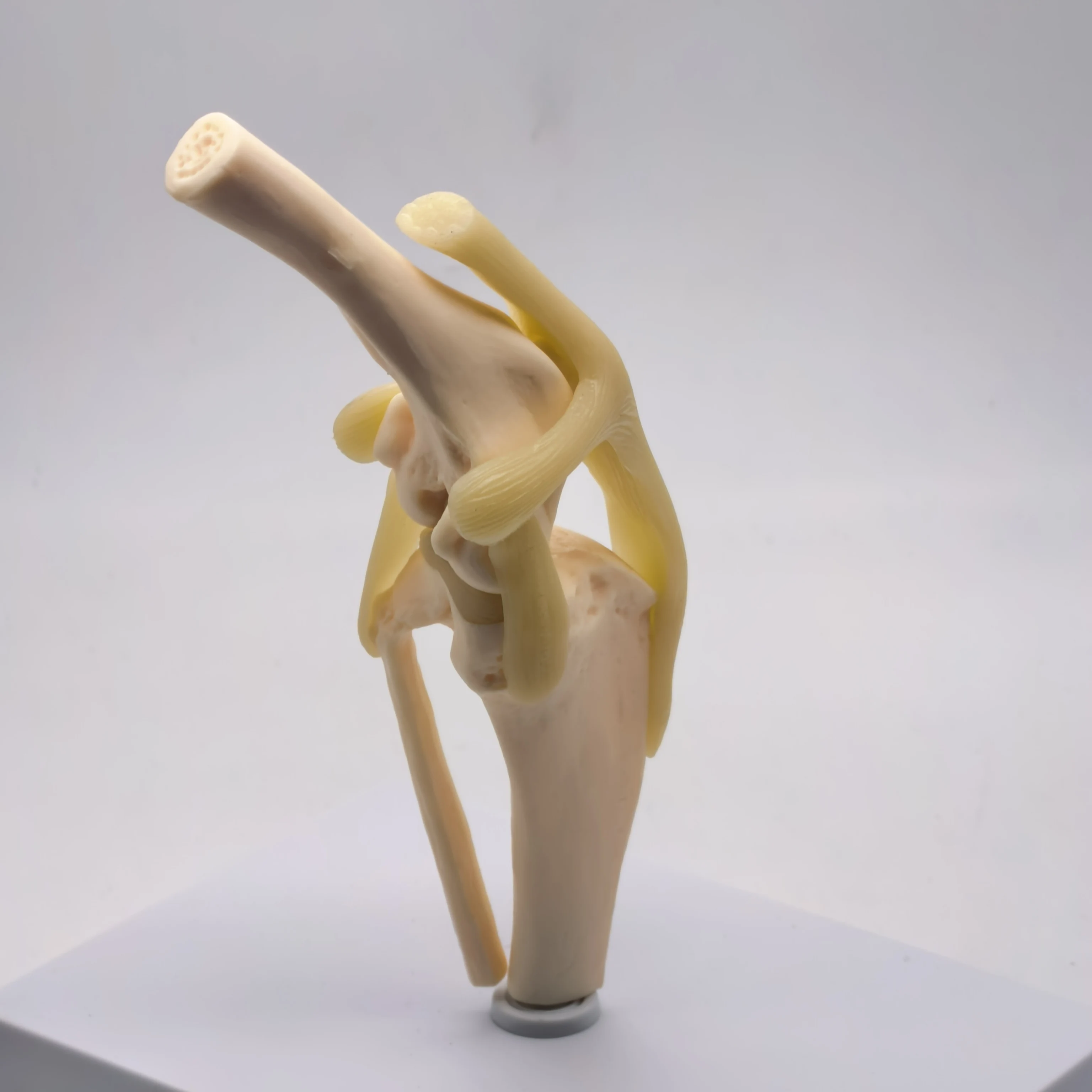 Canine Knee Joint Model 1
