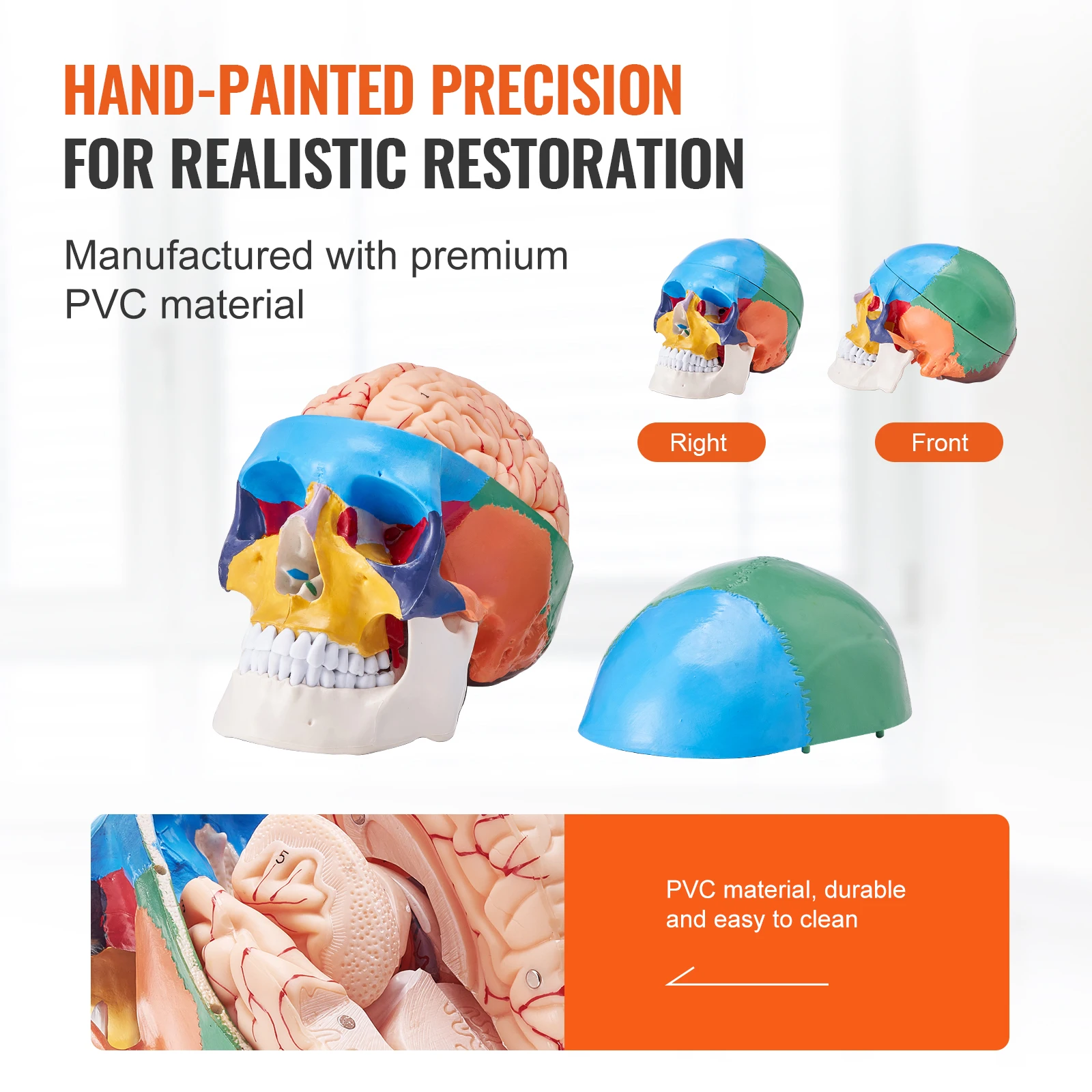 VEVOR Human Skull Model PVC Detachable Life-Size Painted Anatomy Skull Model for Professional Teaching Researching and Learning