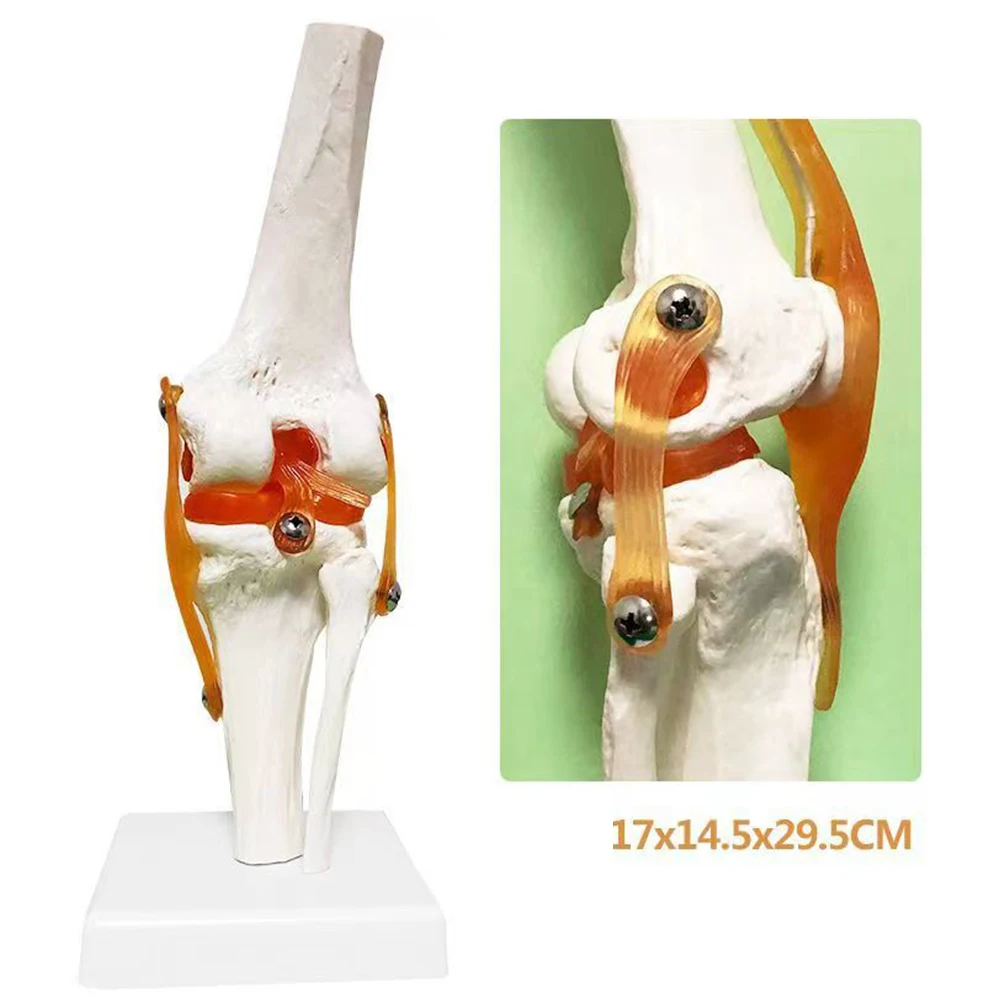 Lifesize Knee Joint Model 3