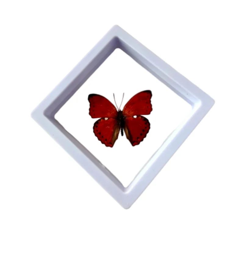 Real Insect Specimen Real Butterfly Holiday Gift Modern Simple Creative Desktop Decoration Picture Frame Specimen Birthday Gift 5