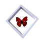 Real Insect Specimen Real Butterfly Holiday Gift Modern Simple Creative Desktop Decoration Picture Frame Specimen Birthday Gift 5