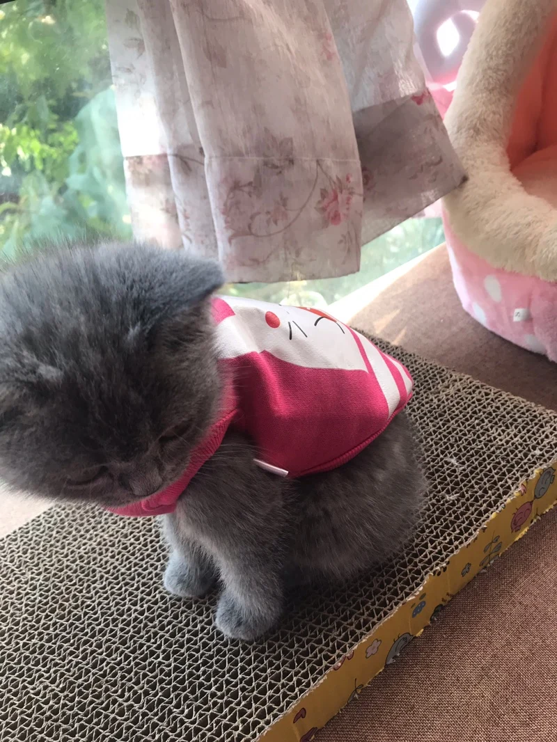 XXXS XXS XS 여아 고양이 강아지 옷, 애완동물 잠옷, 요크키 새끼 고양이 찻잔 치와와 말테즈용 강아지 코트