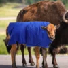 Cow Calf Warm Coat Waterproof Calf Vest Winter Apparel for Outdoor Activities and Protection from Rain and Snow 2