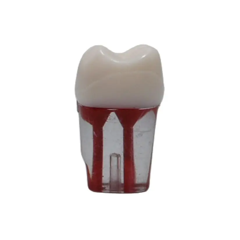 

1pcs 16# Resin Dental Endodontic Practice Model With Color Root Canal And Pulp Transparent RCT Practice Pulp Cavity Clear Teeth