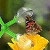 Outdoor Adventure Insect Scissor Children Kids Plastic Nature Exploration Toys Plant Study Tools Butterfly Trap Games Playing 3