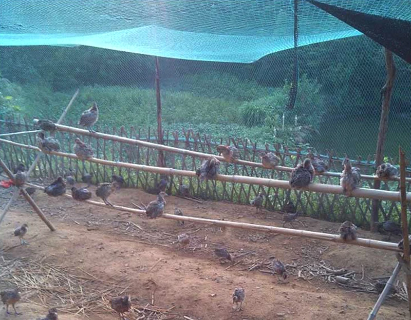 2.4x20 50M Chicken Fence Mesh Outdoor Bird-Proof Net Gardening Poultry Fencing