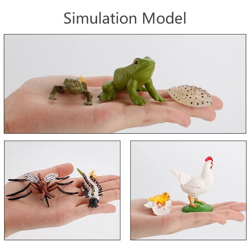 Children Simulation Biology Model Toys Animal Plant Life Growth Cycle Montessori Educational Learning Toy For Kids Teaching Aids 3