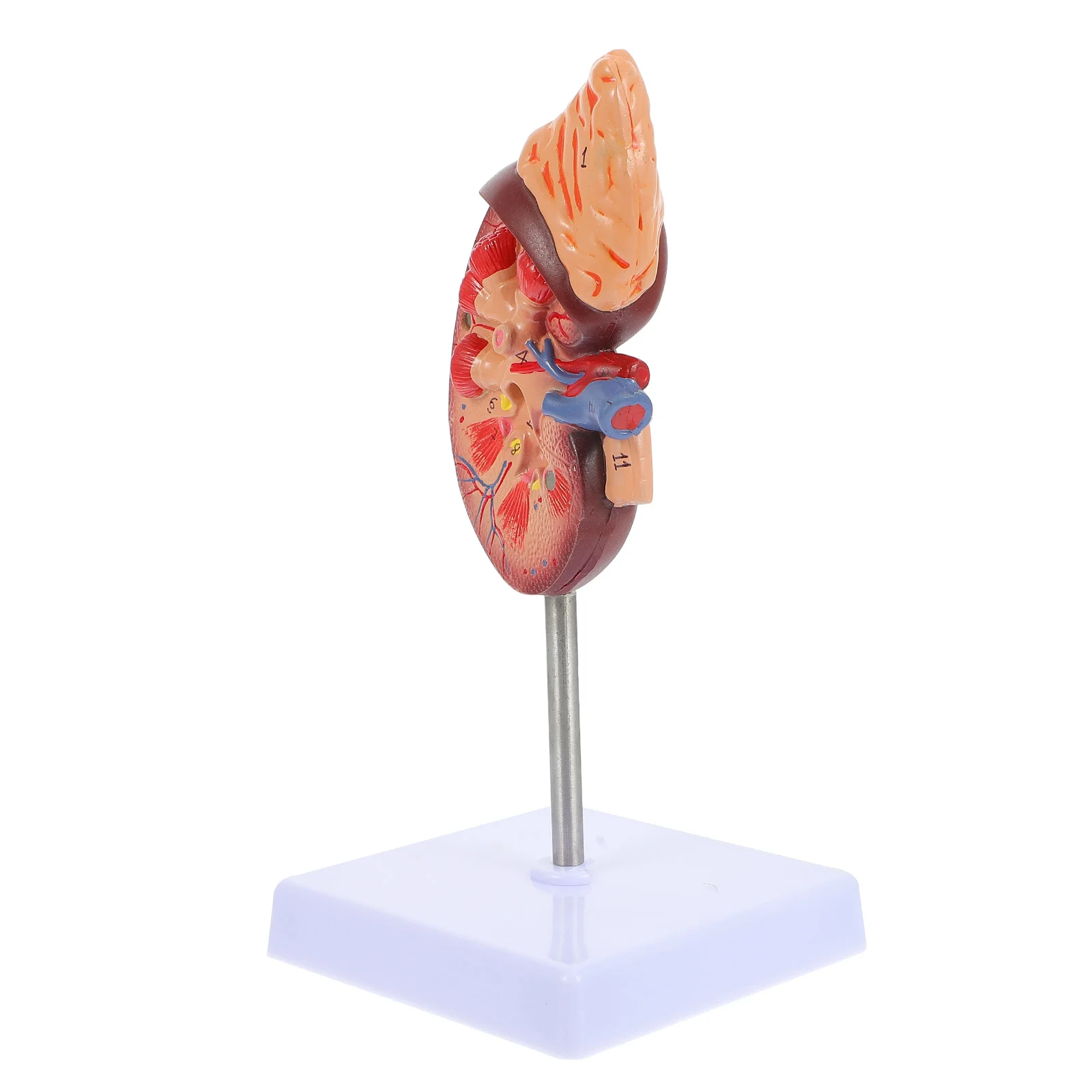 간 해부학 모델 신장 모델, 의학 연구, 인체 소화계 교육