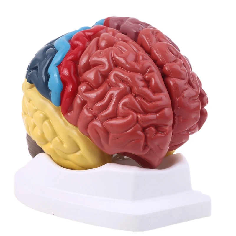 

2024 New Life Size Human Brain Functional Area Model Anatomy for Science Classroom Study Display Teaching Sculptures School