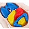 3D Montessori Puzzle Mannequin Human Anatomy Model Children's Learning Organs Toys Educational Body Learning Tools 4