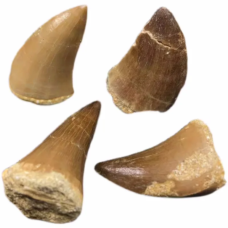 

Mosasaur Tooth Dinosaur Teeth 20mm-45mm Cretaceous Morocco-1PC