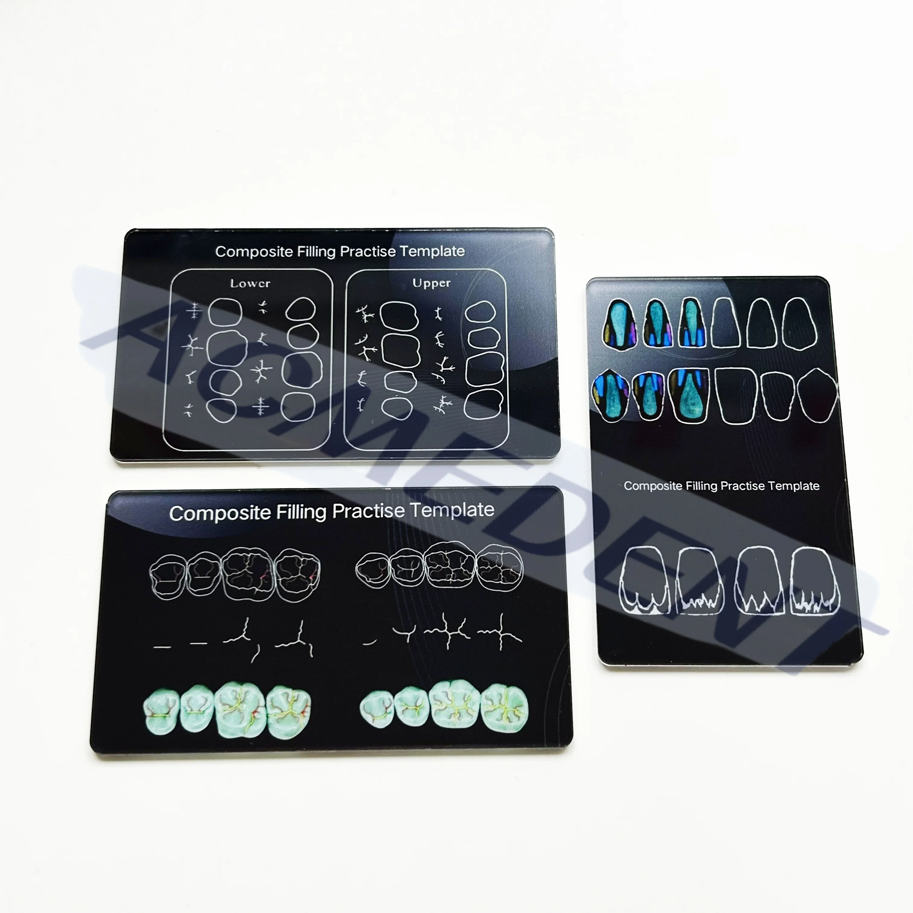 Modello di insegnamento per lo studio dei denti dentali, modello di denti standard Typodont, modello di denti per l'educazione per lo studio Modello di denti dimostrativi per la pratica dell'insegname