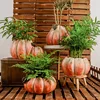 Creative Antique Pumpkin Succulent Green Plant Pothos Flower Desktop Decoration Outdoor Large and Small Garden Magnesium Mud 1