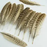 15-18cm Natural Pheasant Feathers 3
