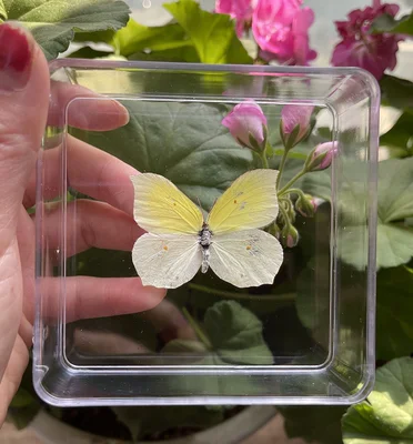 Butterfly Specimen Real Butterfly Specimen Insect Specimen Butterfly Shooting Props DIV Student Teaching Transparent Box Pack 