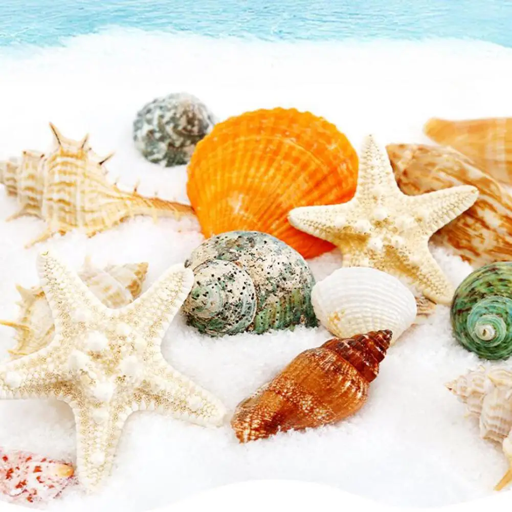 Factory Supply Natural Real Sea Shell Home Decoration Rose Branch Murex Screw La - Foto 9