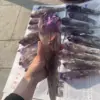 Natural Brazil Skeletal Amethyst Cluster Scepter Quartz Crystal Wand Point Mineral Specimen 1