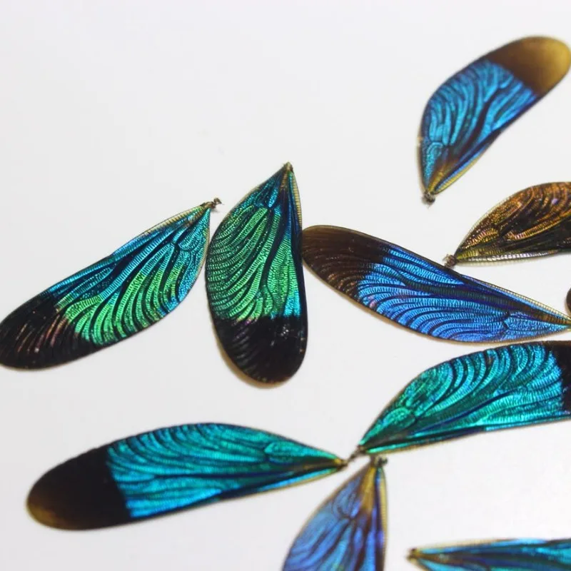 Neurobasis Chinensis Linnaeus Real Dragonfly Wing Specimen Diy Material Jewelry Crafts Arts and Crafts Supplies Diy
