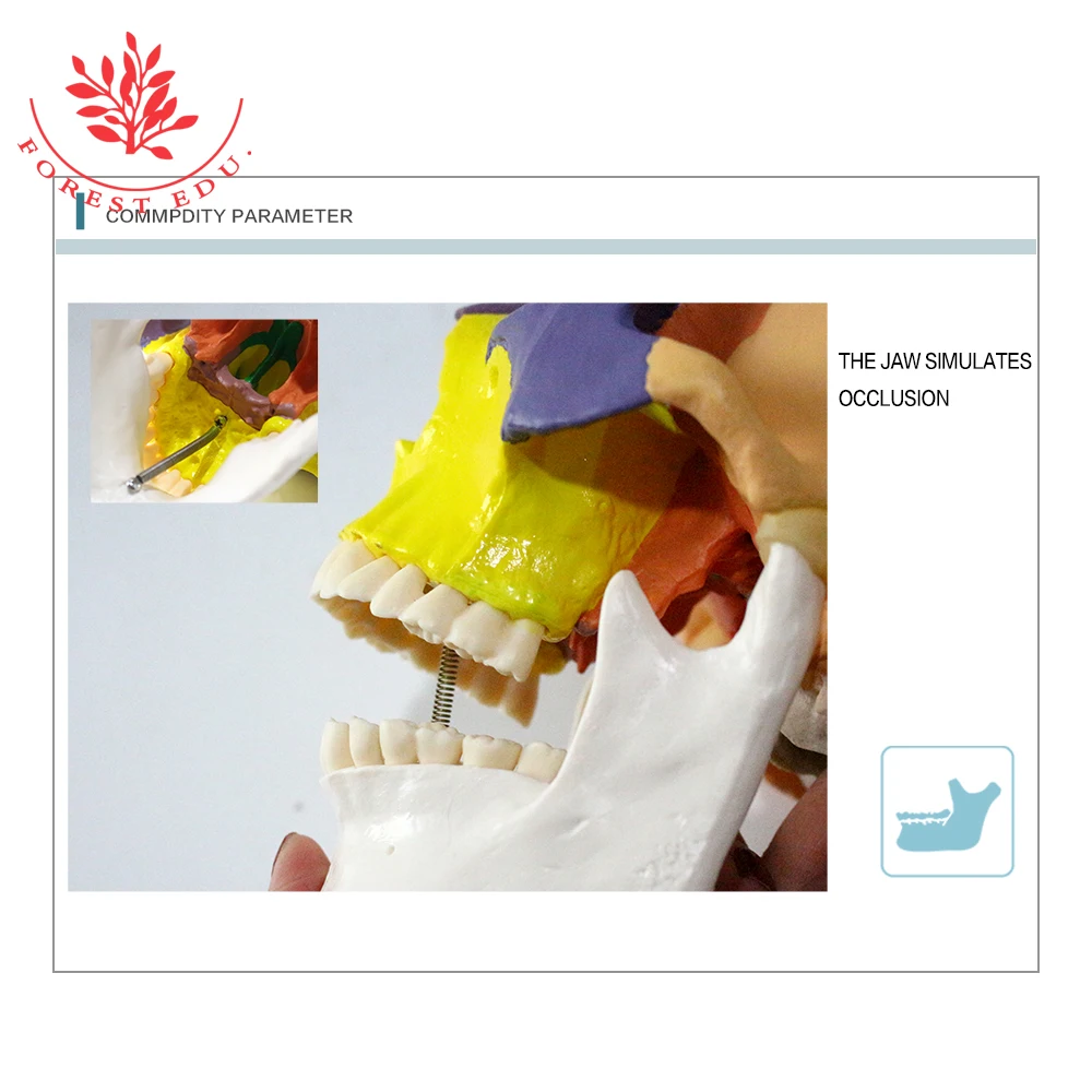 Skull Model FRT021 Colored 3 Replaceable Teeth The Art of Plastic PVC Medical Science Human Anatomy Model