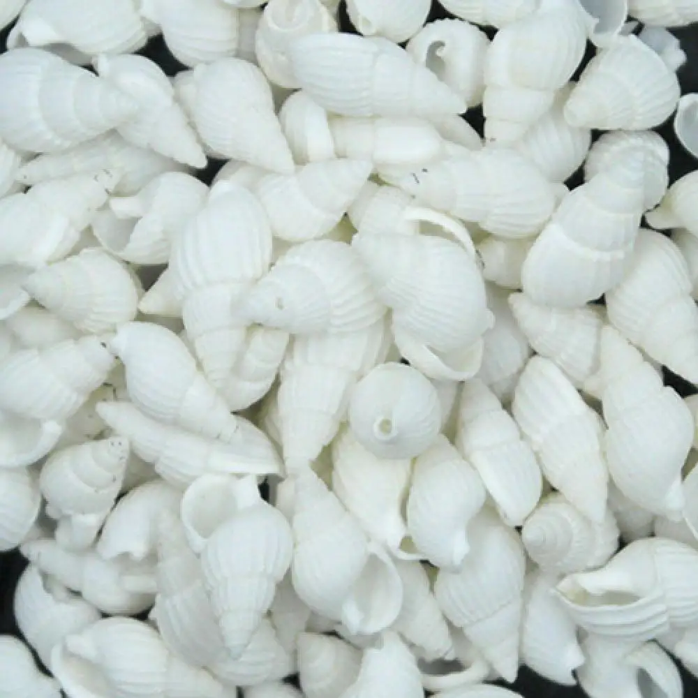 Natural Shell Ornaments 100 Pieces Small Real Sea Shell Conches Xmas Gift