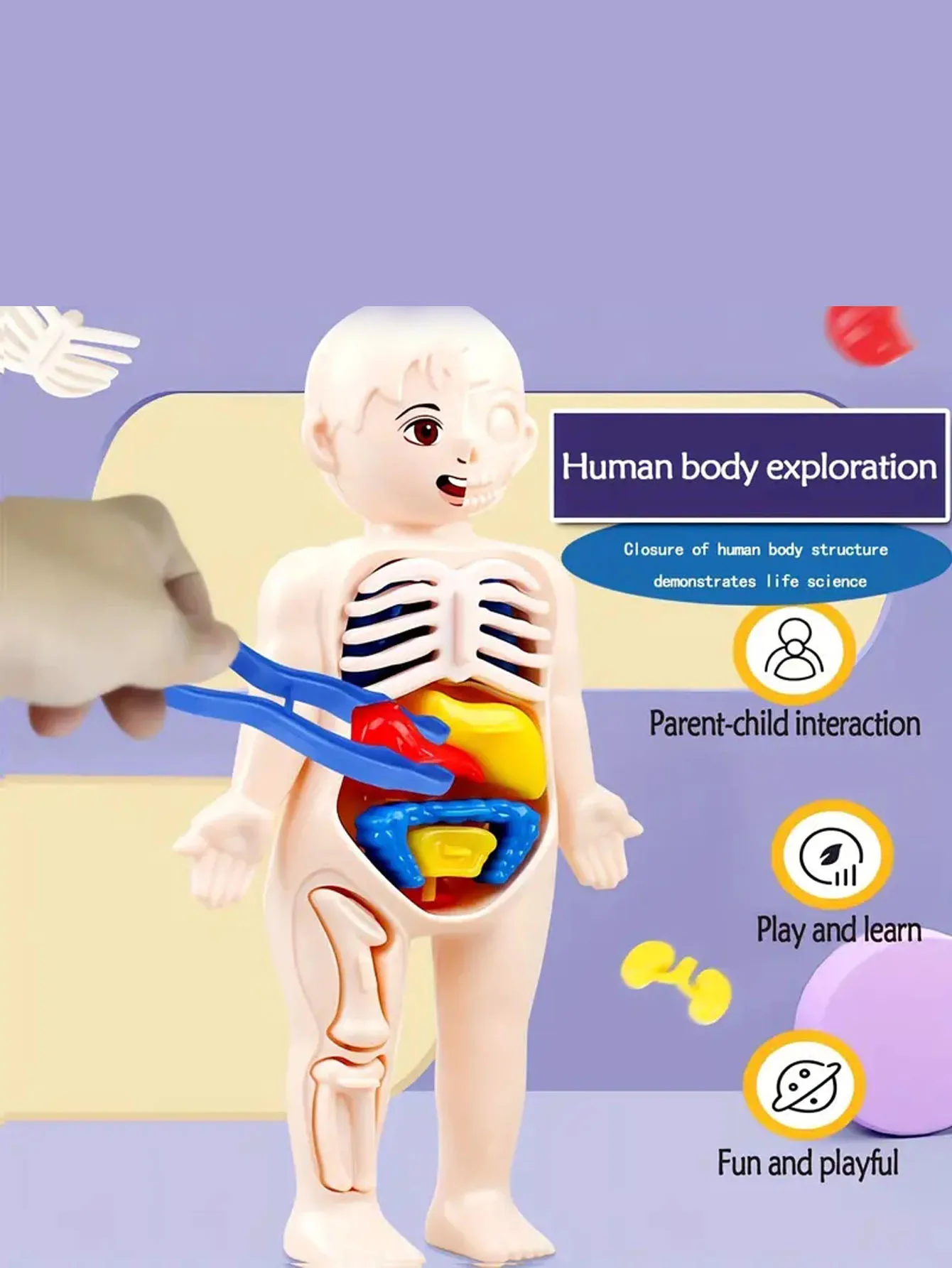 A set of 14PCS children's jigsaw human anatomy model education, learning organ assembly toys, children's body organs teaching to 3