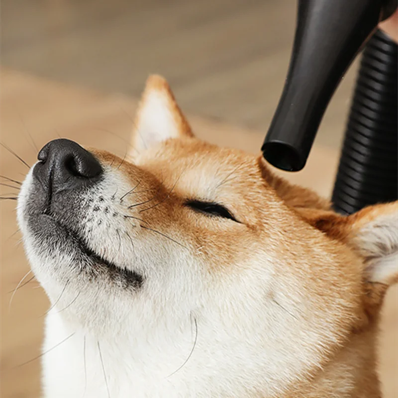 2800W Hair Dryer Dogs Pet Grooming Supplies Blower Warm Wind Secador Fast Blow-dryer Silent Stepless Speed Regulation hair dryer pet hair dryer