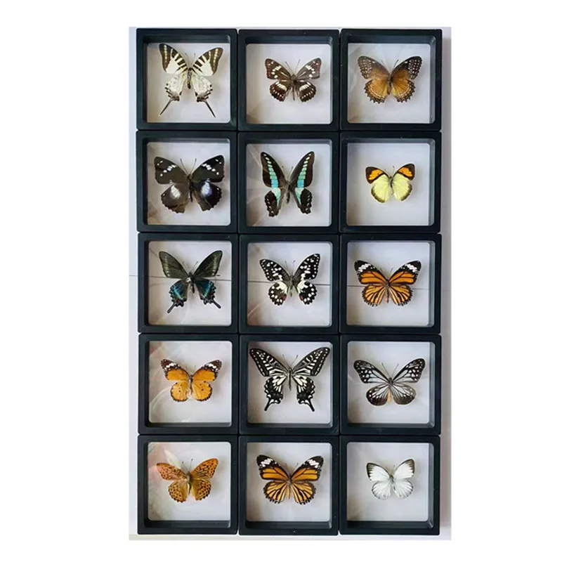 The original butterfly real butterfly specimen has not spread its wings popular science teaching aids handmade diy material 2