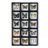 The original butterfly real butterfly specimen has not spread its wings popular science teaching aids handmade diy material 2