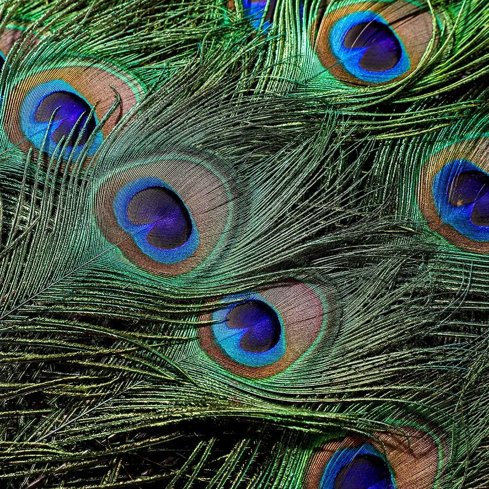 Peacock Feather Decoration Craft Feathers Natural Feathers 10Pcs/Lot Natural Peacock Feathers for DIY Craft Wedding Holiday Decoration Home Decoration and Floral Arrangement