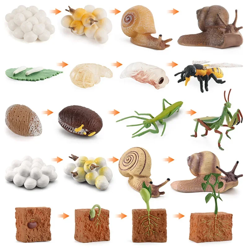Simulated small animal model toy growth life cycle frog turtle chicken Montessori kindergarten teaching aids 3