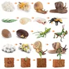 Simulated small animal model toy growth life cycle frog turtle chicken Montessori kindergarten teaching aids 3